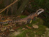 David Huting > Iguana in the Blue Mtns