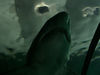 David Huting > Shark! Sydney Aquarium
