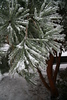 David Huting > You almost have to zoom in on this one...everything had a layer of ice!