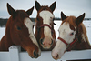 David Huting > 3 horses...on our way back from the Road Trip to Clayton