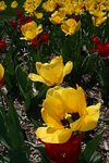 Iowa State University : A constantly updating gallery of pictures on and around campus here in Ames, Iowa. Most recent are pictures from Reiman Gardens during spring. Check back soon for some  spring shots of campus!