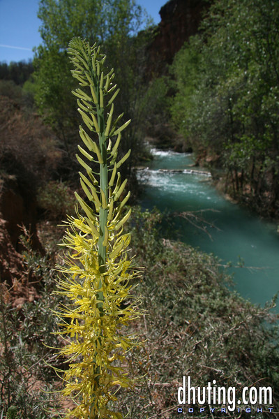 David Huting > Havasupai Indian Reservation, AZ >  Havasu River
