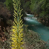 David Huting > Havasupai Indian Reservation, AZ >  Havasu River