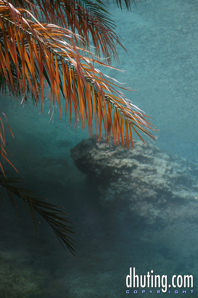 David Huting > Havasupai Indian Reservation, AZ >  palm-leaf