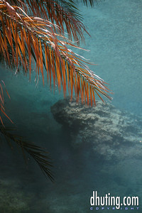 David Huting > Havasupai Indian Reservation, AZ >  palm-leaf