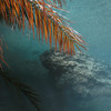 David Huting > Havasupai Indian Reservation, AZ >  palm-leaf