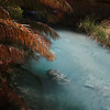 David Huting > Havasupai Indian Reservation, AZ >  palm-tree-view