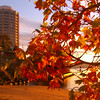 David Huting > Autumn Sunrise Near Wrest Point
Hobart, Tasmania