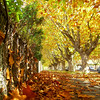 David Huting > Fall Colors
Hobart, Tasmania