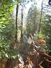 David Huting > Hiking through Styx Valley, Tasmania