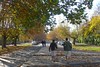 David Huting > Walking to the Salamanca Market
(every saturday morning in Hobart)