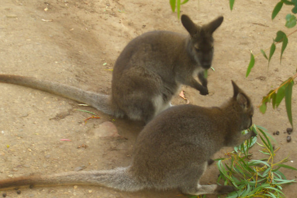 David Huting > Australian Wildlife >  2 walabies