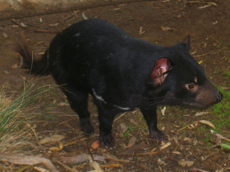 David Huting > Tasmanian Devil! They are all talk, no walk.
