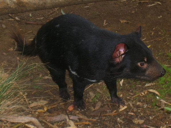 David Huting > Tasmanian Devil! They are all talk, no walk.