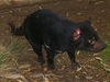 David Huting > Tasmanian Devil! They are all talk, no walk.