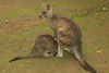 David Huting > Australian Wildlife >  domer