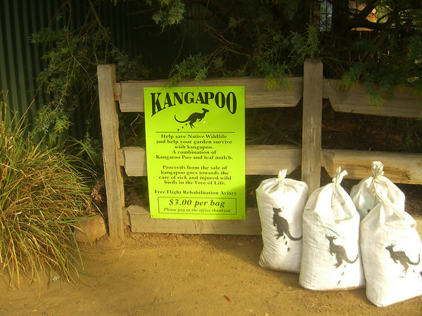 David Huting > Australian Wildlife >  kangapoo
