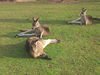 David Huting > Australian Wildlife >  kangaroos laying