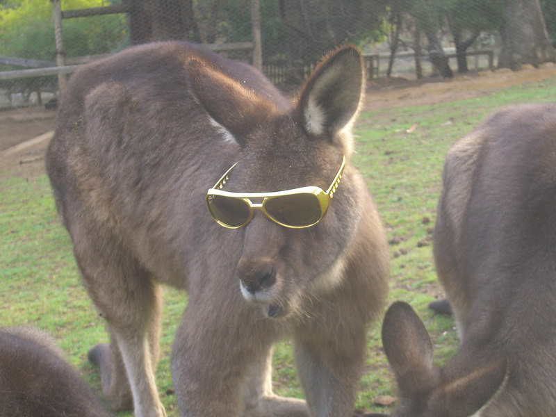 David Huting > Australian Wildlife >  Pimpin Jack