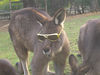 David Huting > Australian Wildlife >  Pimpin Jack
