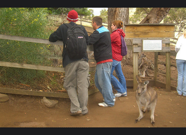 David Huting > Australian Wildlife >  study abroad