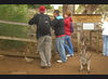 David Huting > Australian Wildlife >  study abroad