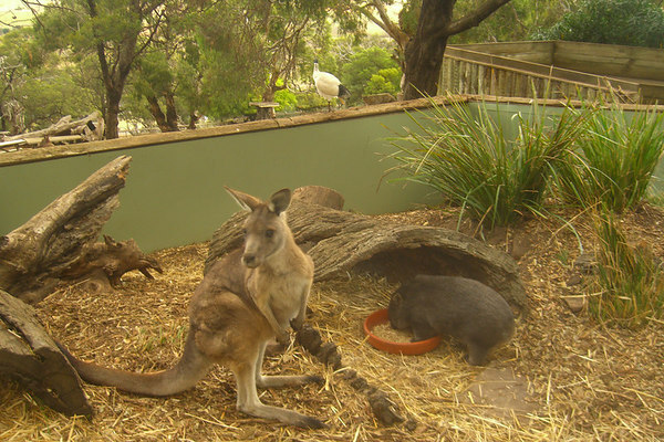David Huting > Australian Wildlife >  wildlife