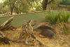 David Huting > Australian Wildlife >  wildlife