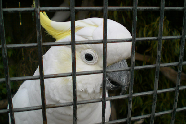David Huting > My friend Mr. Bird
