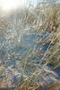 David Huting > Day 5 - Bay of Fires

Early morning frost at the Bay of Fires, on the East Coast.