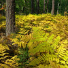 David Huting > Yellow Fern Forestbed, Crane Lake MN
