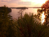 David Huting > Fresh Pine from on top of Crane Lake