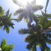 David Huting > Palm Skies at the Blue Lagoon, Fiji