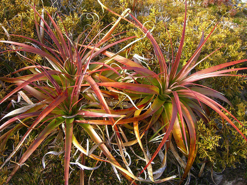 David Huting > Interesting Wildlife on the Overland Track
Tasmania, Australia