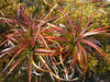 David Huting > Interesting Wildlife on the Overland Track
Tasmania, Australia